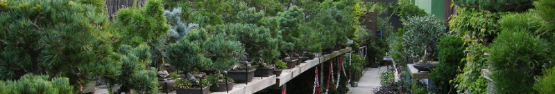 museo bonsai colmenar